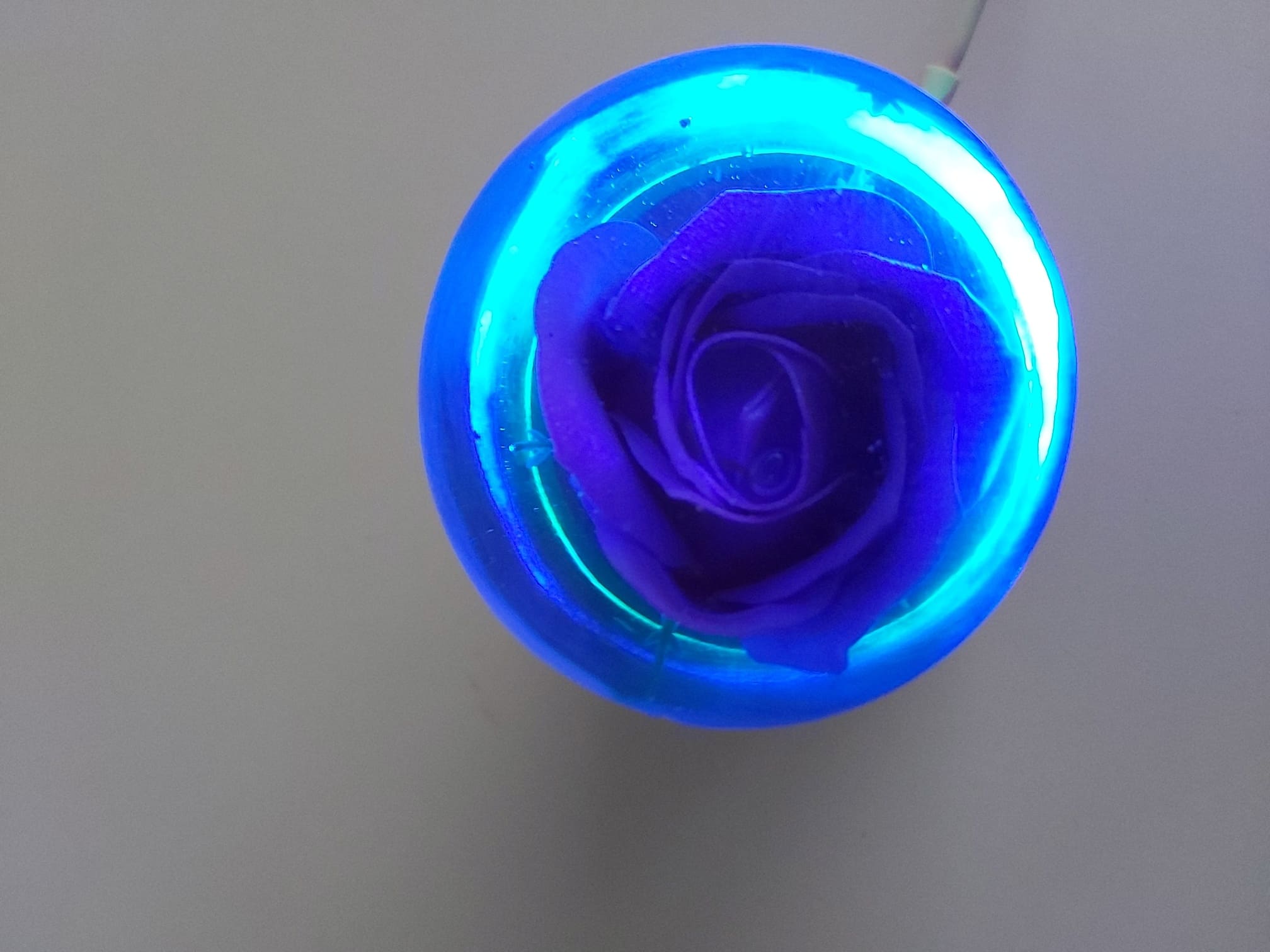 Sviestuvas rožytė mėlyna
